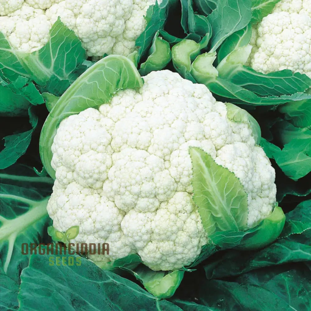 Cauliflower Clapton F1 Vegetable Seeds For Planting Premium Quality High Yield And Disease Resistant