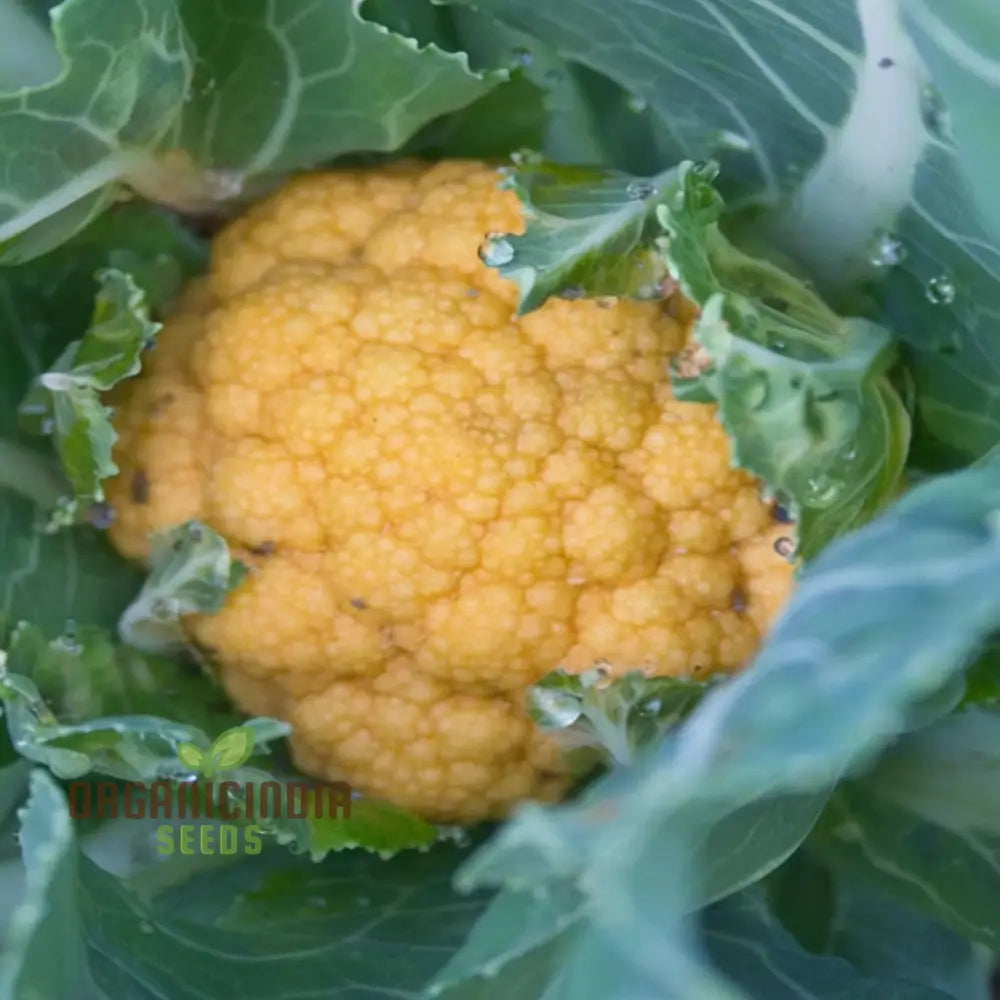 Cauliflower Sunset Seeds - Grow Vibrant And Nutritious Orange