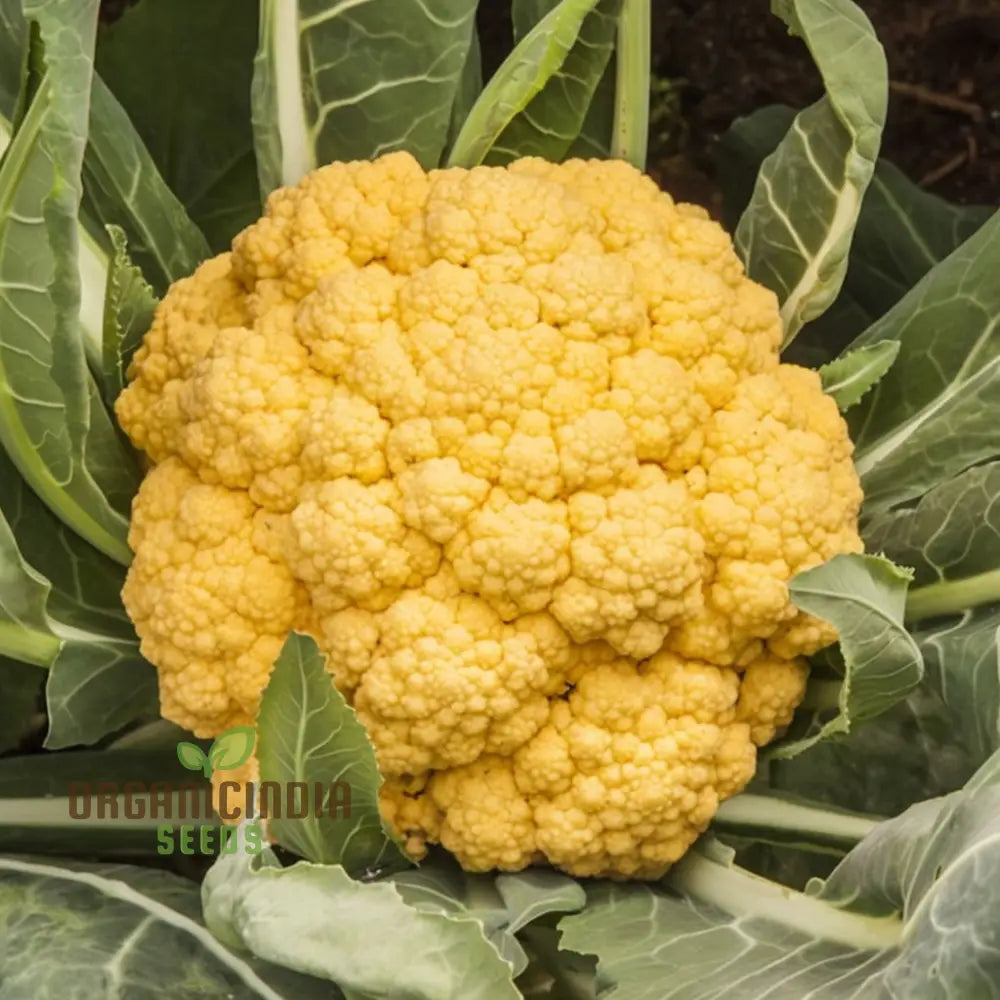 Cauliflower Sunset Seeds - Grow Vibrant And Nutritious Orange