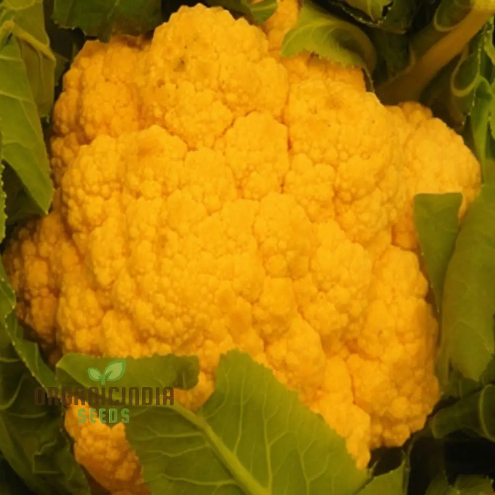 Cauliflower Sunset Seeds - Grow Vibrant And Nutritious Orange