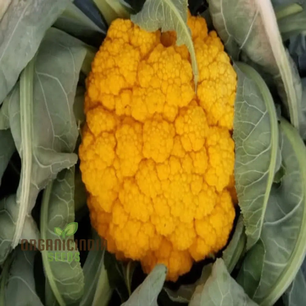 Cauliflower Sunset Seeds - Grow Vibrant And Nutritious Orange