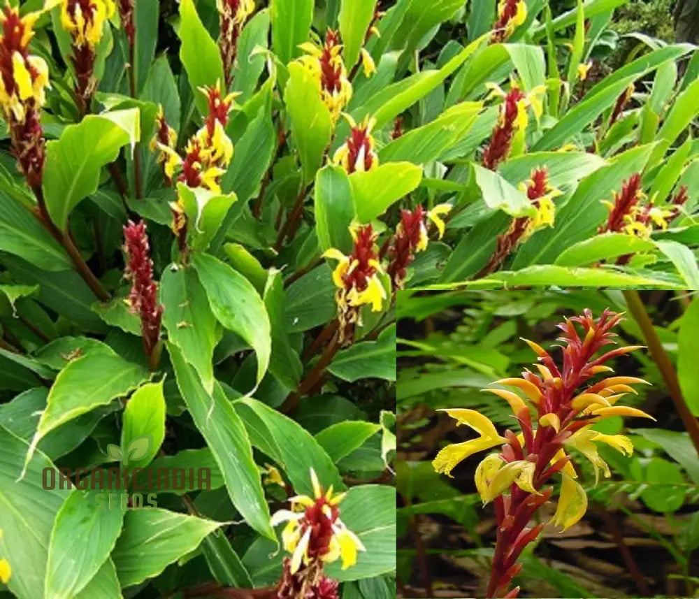 Cautleya Gracilis Flower Seeds For Planting Premium Quality Gardening Seeds