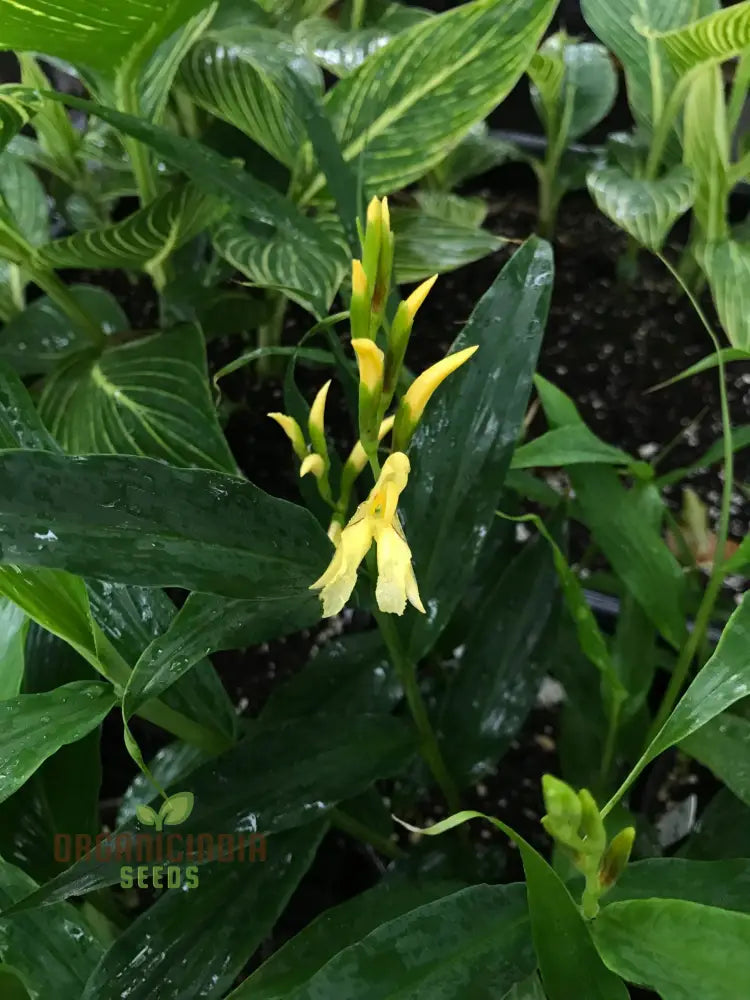 Cautleya Gracilis Flower Seeds For Planting Premium Quality Gardening Seeds