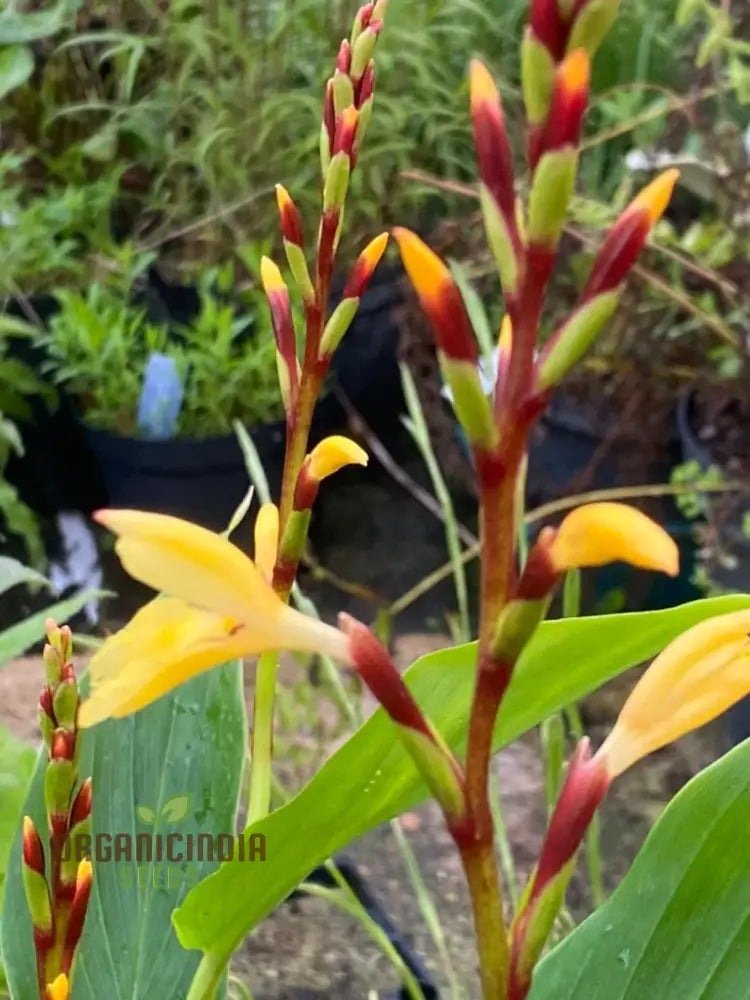 Cautleya Gracilis Flower Seeds For Planting Premium Quality Gardening Seeds