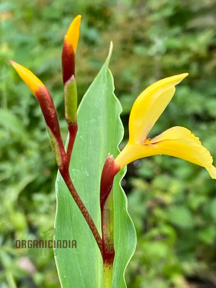 Cautleya Gracilis Flower Seeds For Planting Premium Quality Gardening Seeds