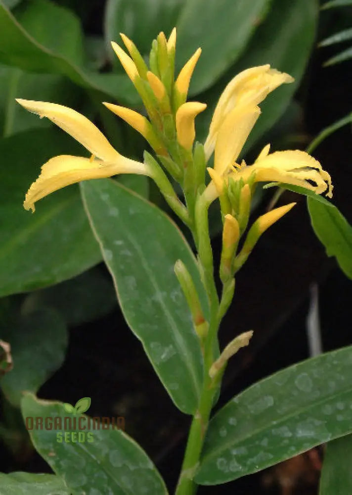 Cautleya Gracilis Flower Seeds For Planting Premium Quality Gardening Seeds