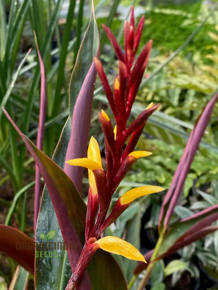 Cautleya Gracilis Flower Seeds For Planting Premium Quality Gardening Seeds