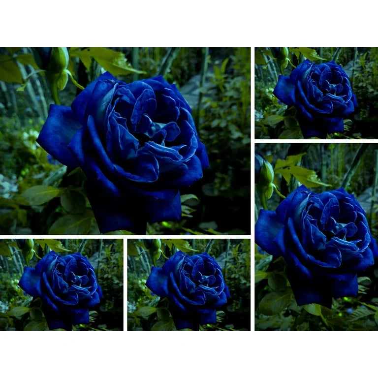 Midnight Supreme Rose Flower Seeds for Planting â€“ 100 pcs - Flower seeds