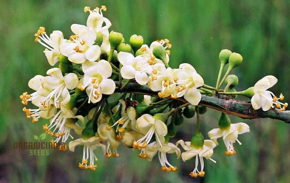 Ceiba Pentandra Flower Seeds For Planting Premium Garden Stunning Blooms Seeds