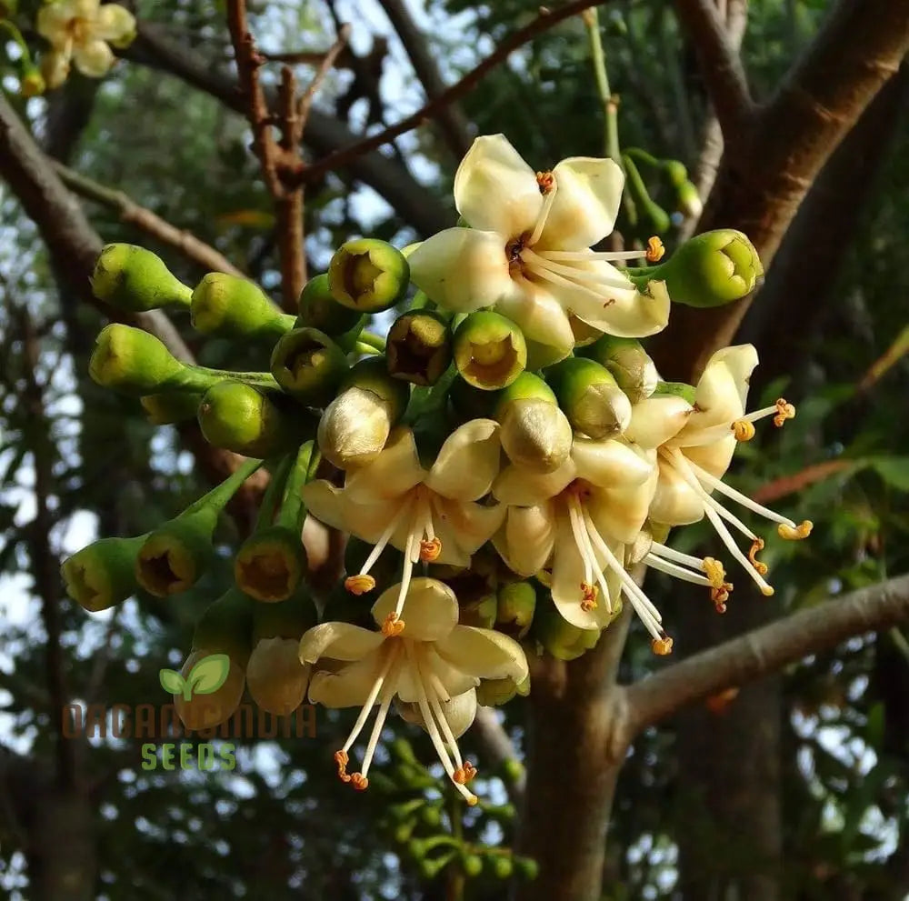 Ceiba Pentandra Flower Seeds For Planting Premium Garden Stunning Blooms Seeds