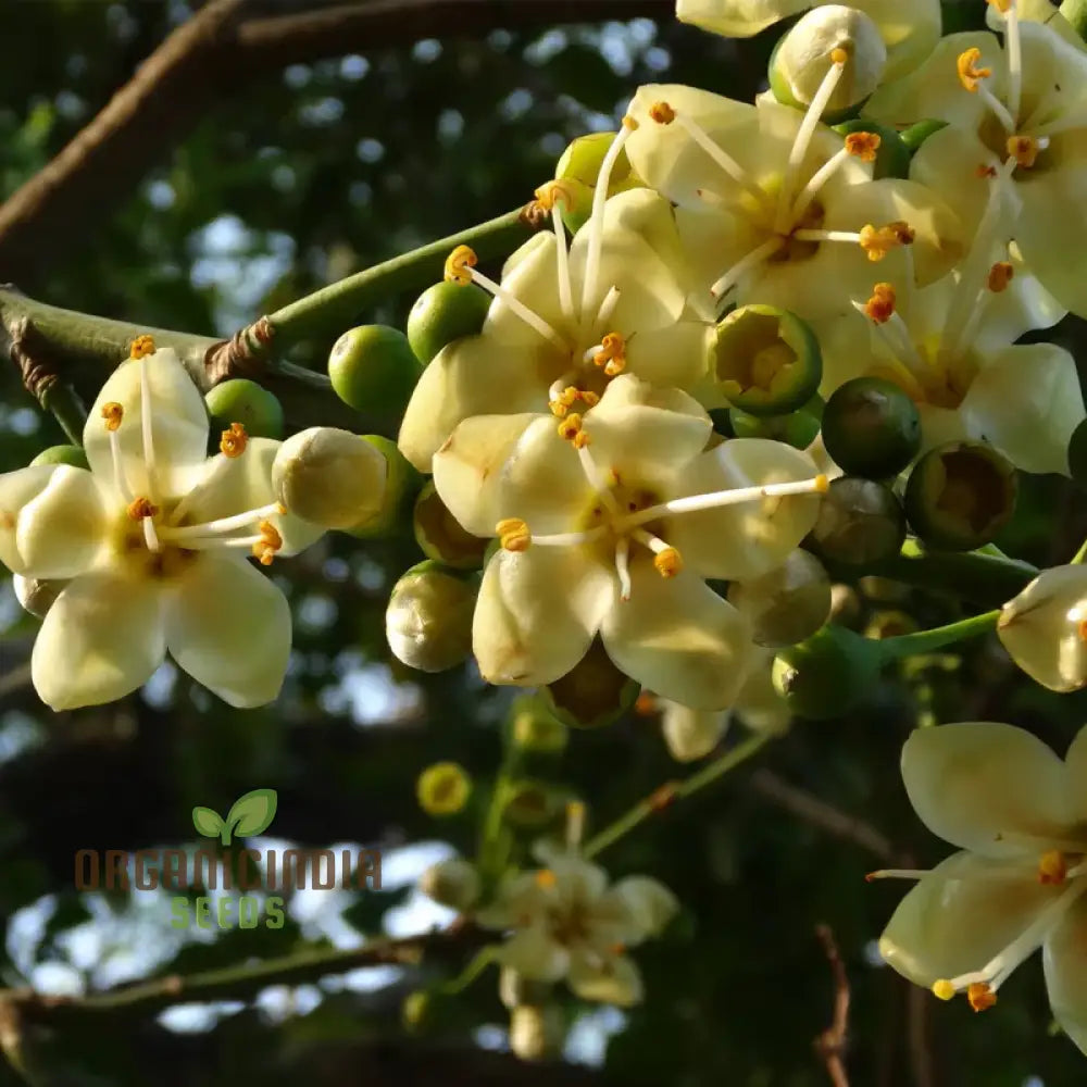 Ceiba Pentandra Flower Seeds For Planting Premium Garden Stunning Blooms Seeds