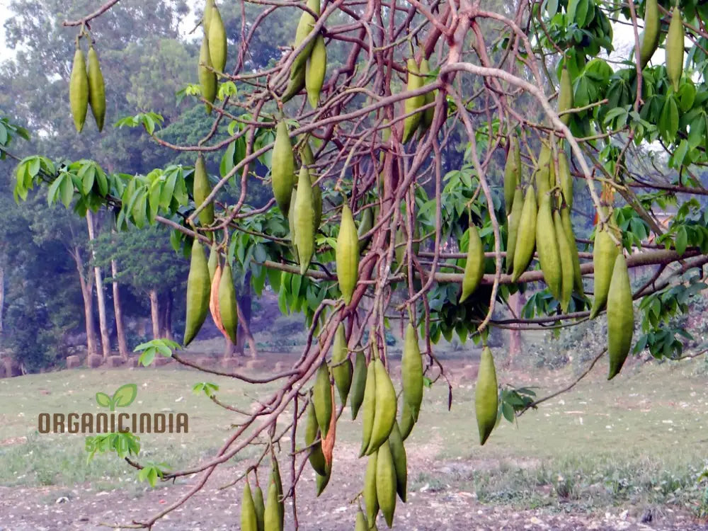 Ceiba Pentandra Flower Seeds For Planting Premium Garden Stunning Blooms Seeds