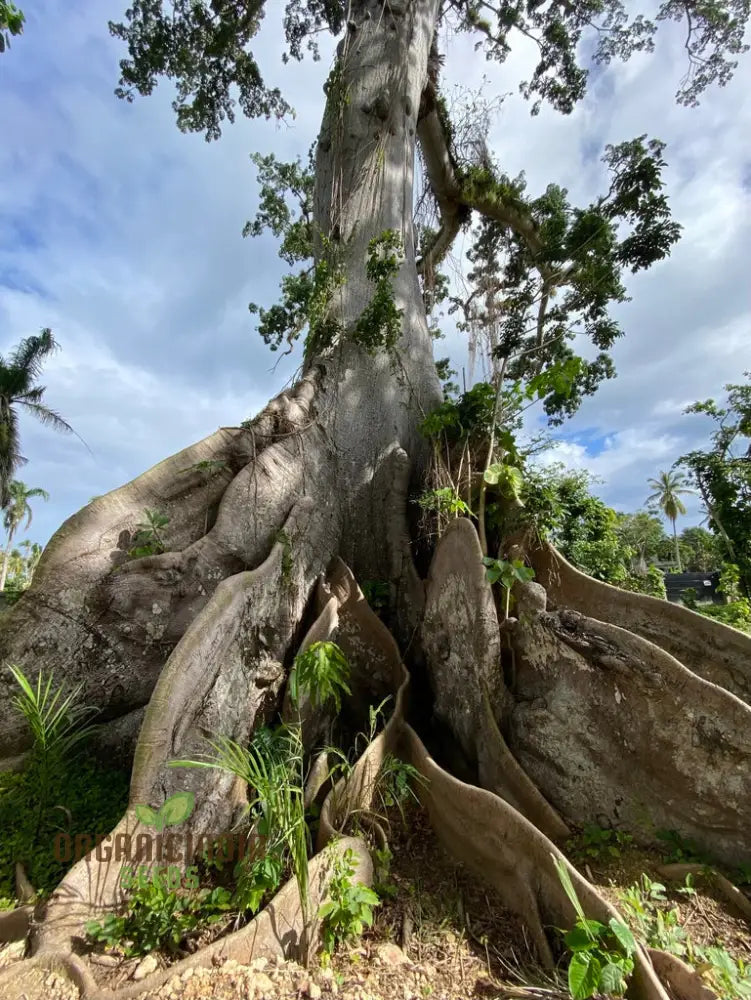 Ceiba Pentandra Seeds – Kapok Tree (100 Pcs) Plant