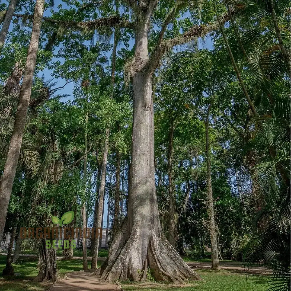 Ceiba Pentandra Seeds – Kapok Tree (100 Pcs) Plant