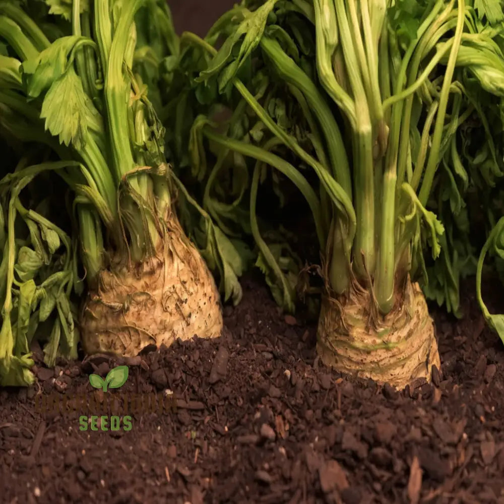 Celeriac Giant Prague Seeds - Cultivate Hearty And Flavorful Root Vegetables