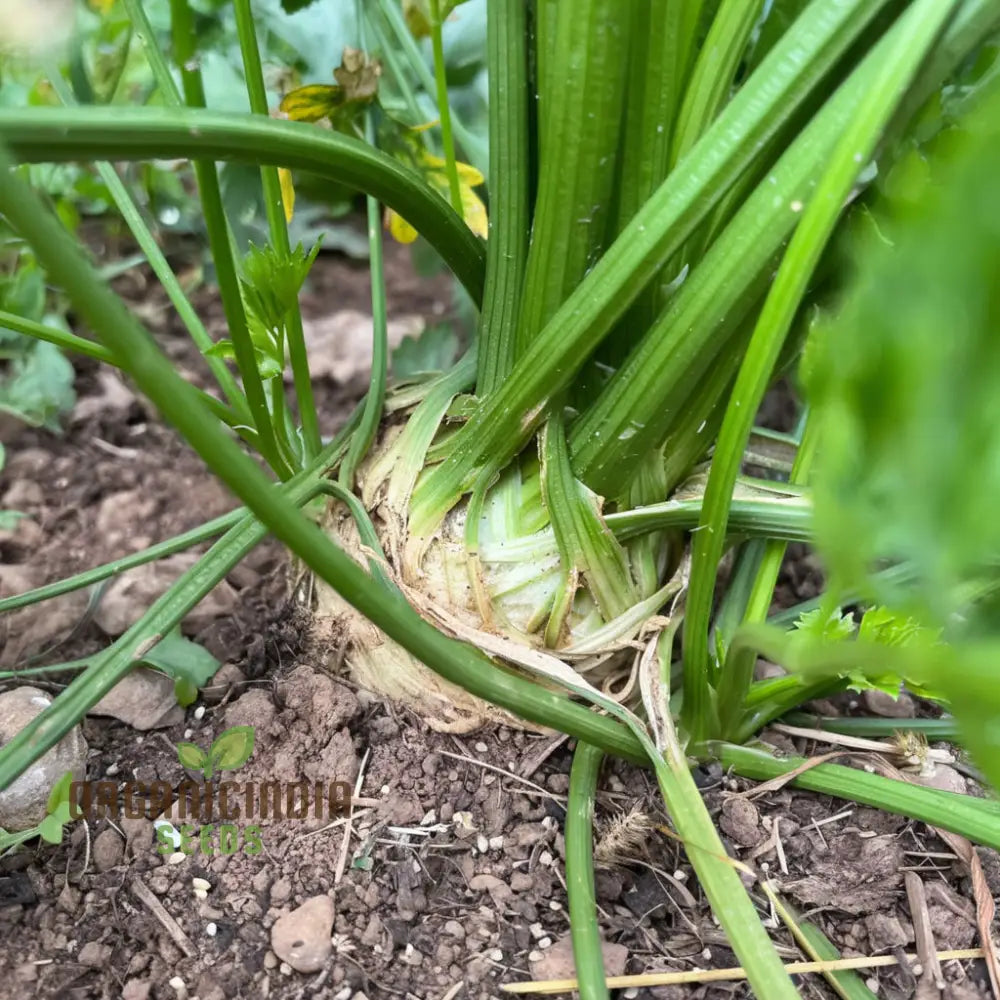 Celeriac Giant Prague Seeds - Cultivate Hearty And Flavorful Root Vegetables