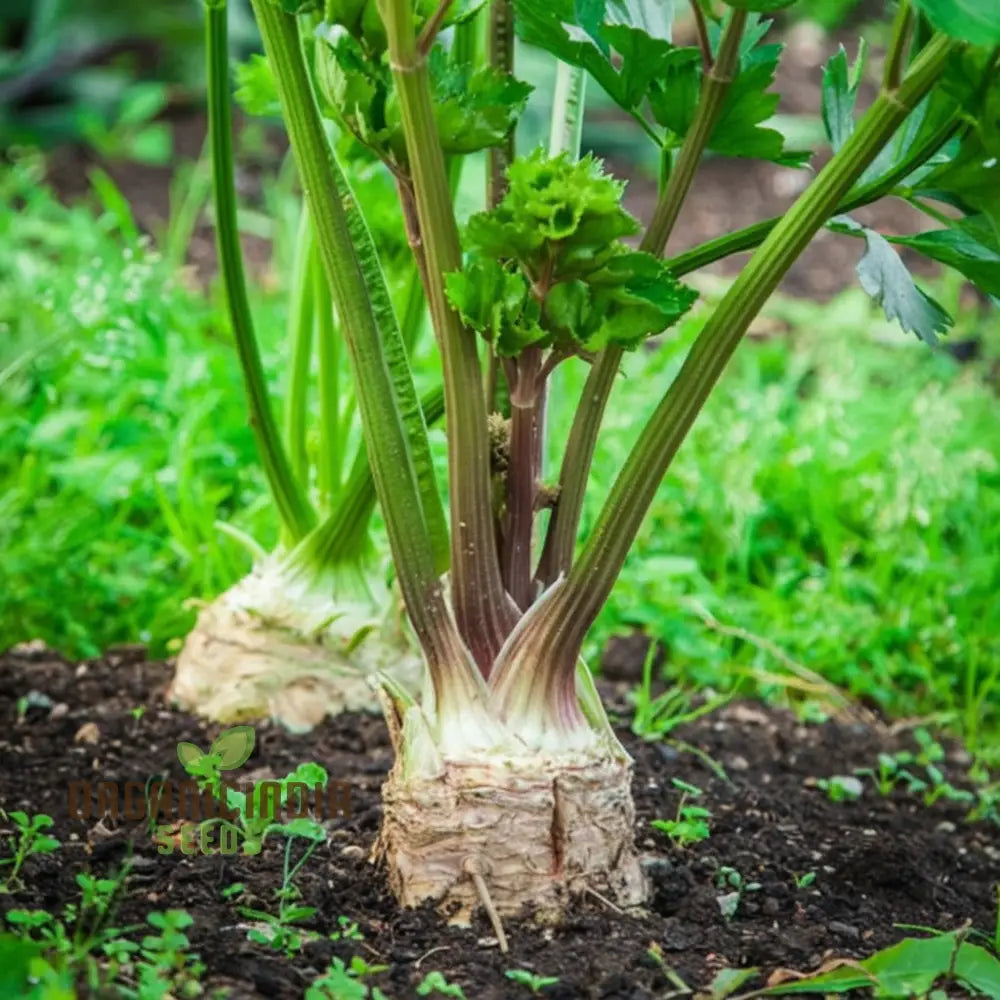 Celeriac Giant Prague Seeds - Cultivate Hearty And Flavorful Root Vegetables