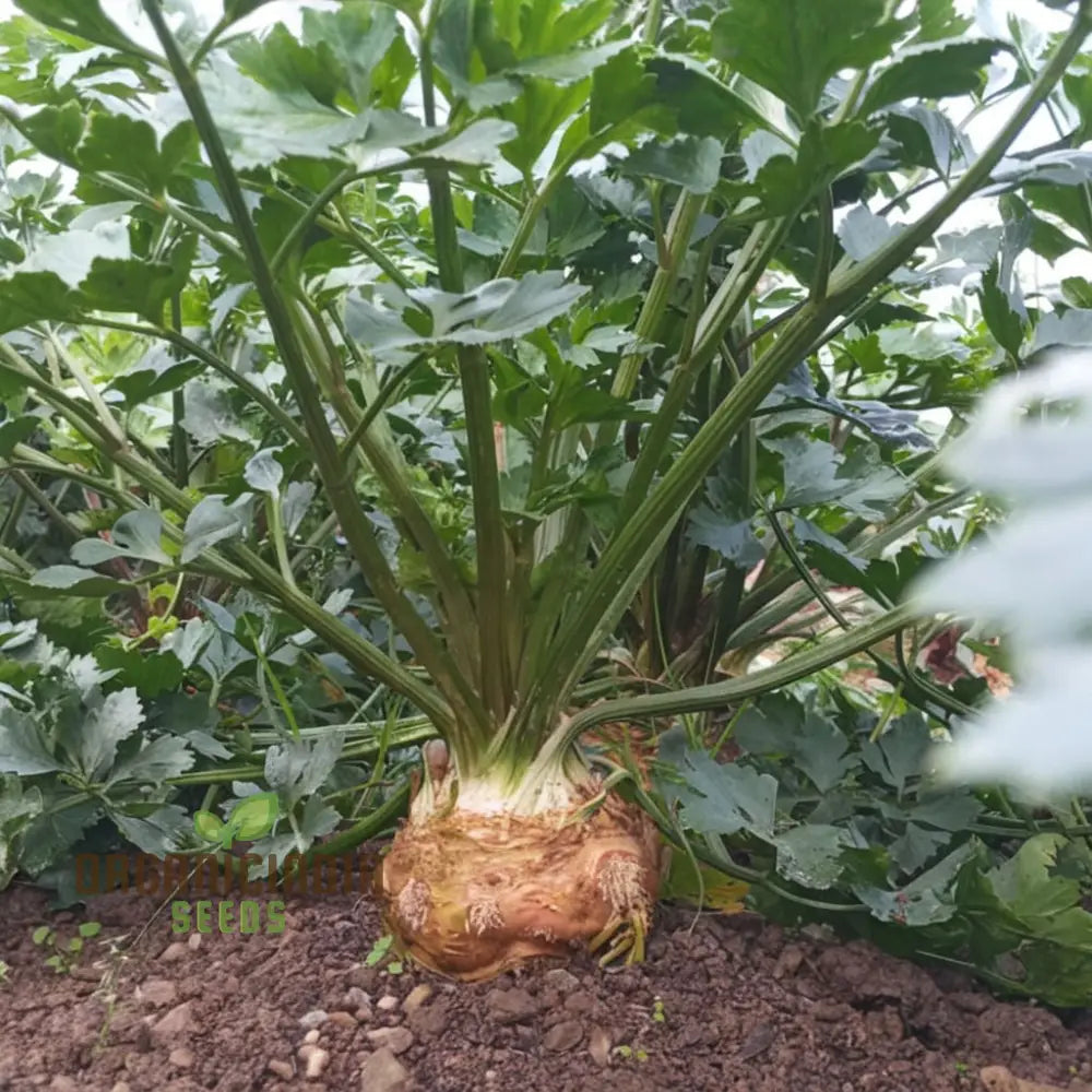 Celeriac Giant Prague Seeds - Cultivate Hearty And Flavorful Root Vegetables