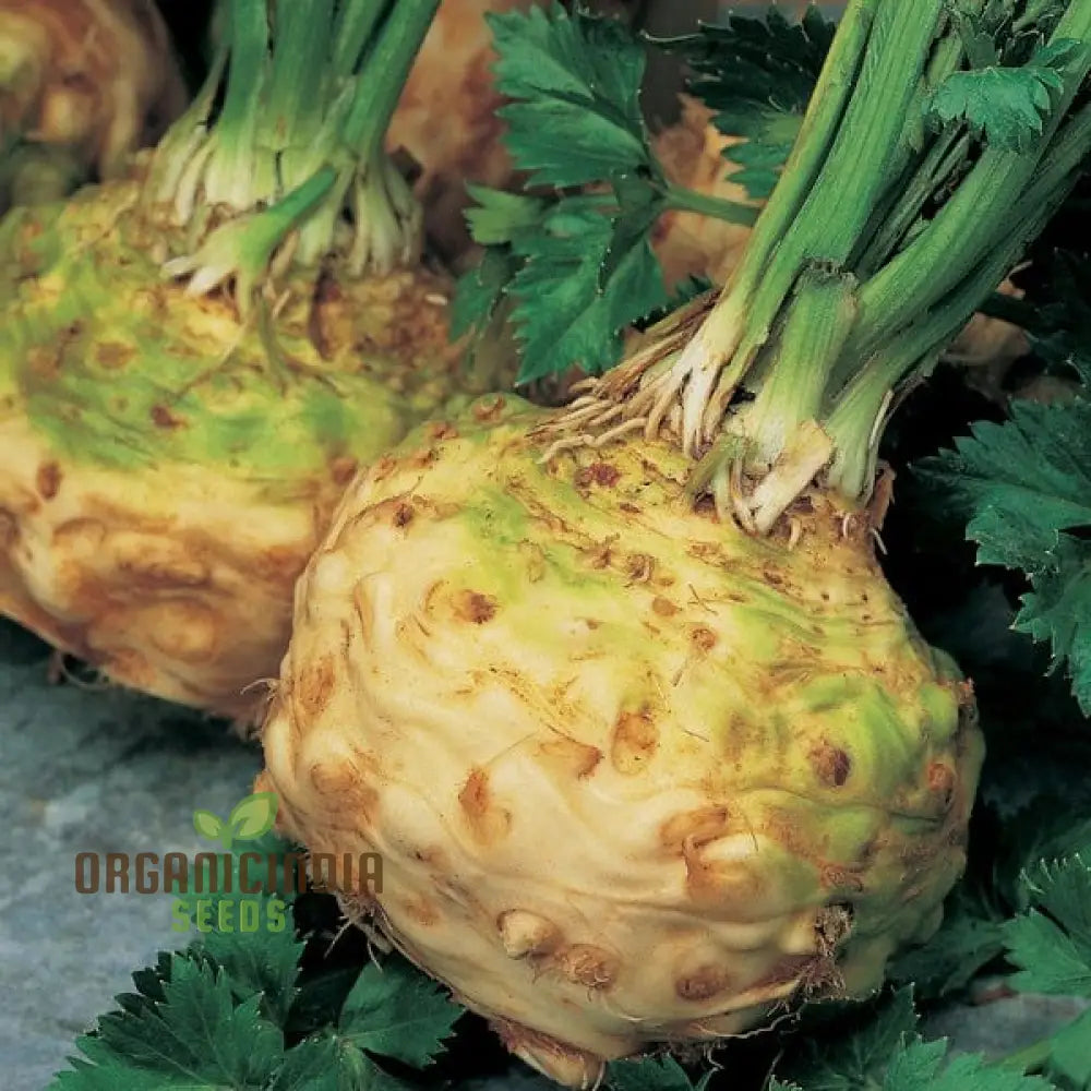 Celeriac Ilona F1 Seeds For Planting Premium Vegetable For Growing High-Quality With Rich Flavor