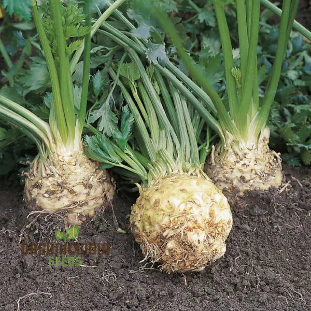 Celeriac Ilona F1 Seeds For Planting Premium Vegetable For Growing High-Quality With Rich Flavor