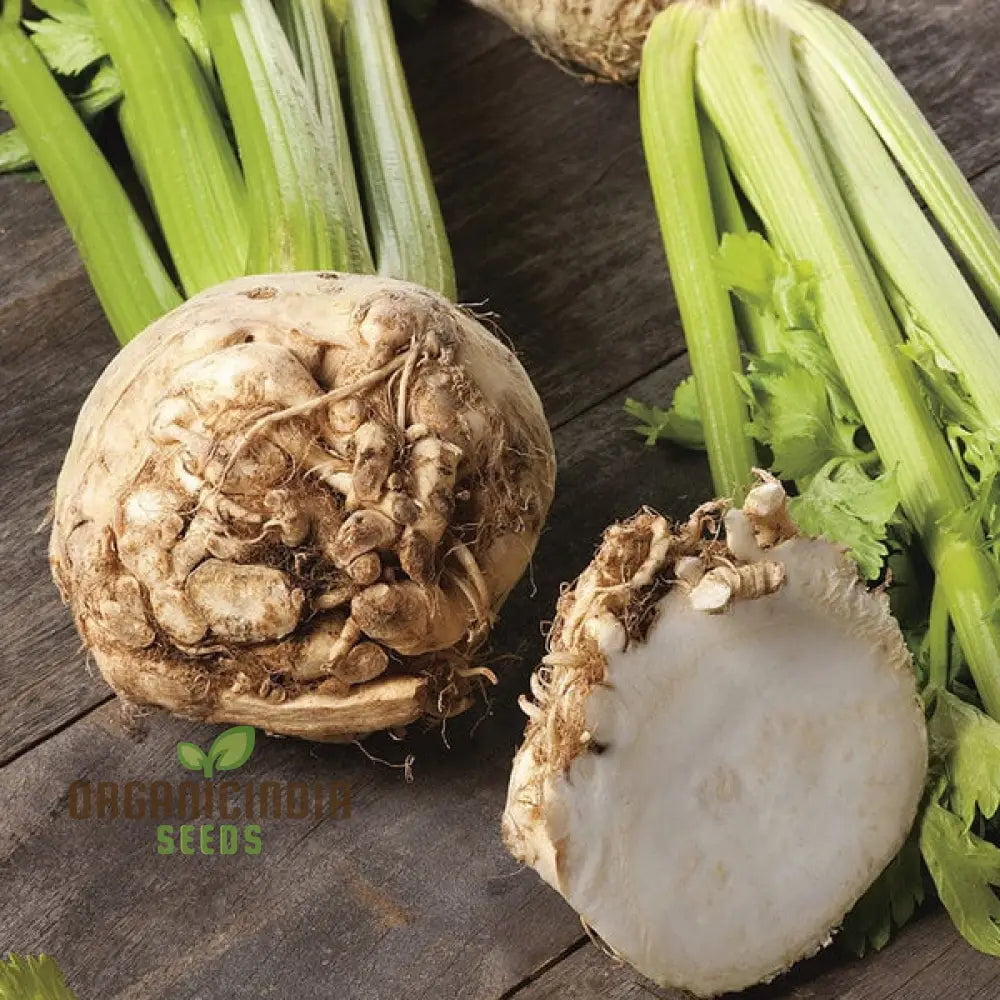 Celeriac Ilona F1 Seeds For Planting Premium Vegetable For Growing High-Quality With Rich Flavor