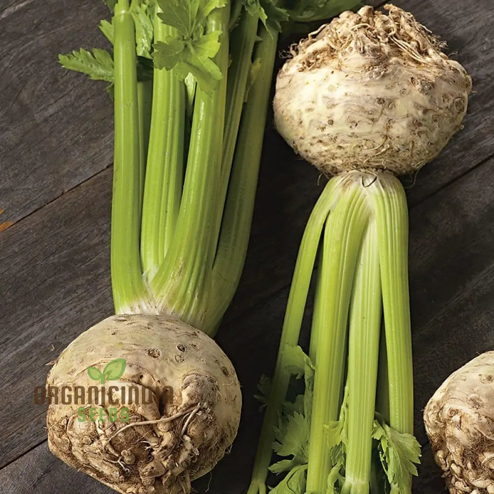 Celeriac Ilona F1 Seeds For Planting Premium Vegetable For Growing High-Quality With Rich Flavor