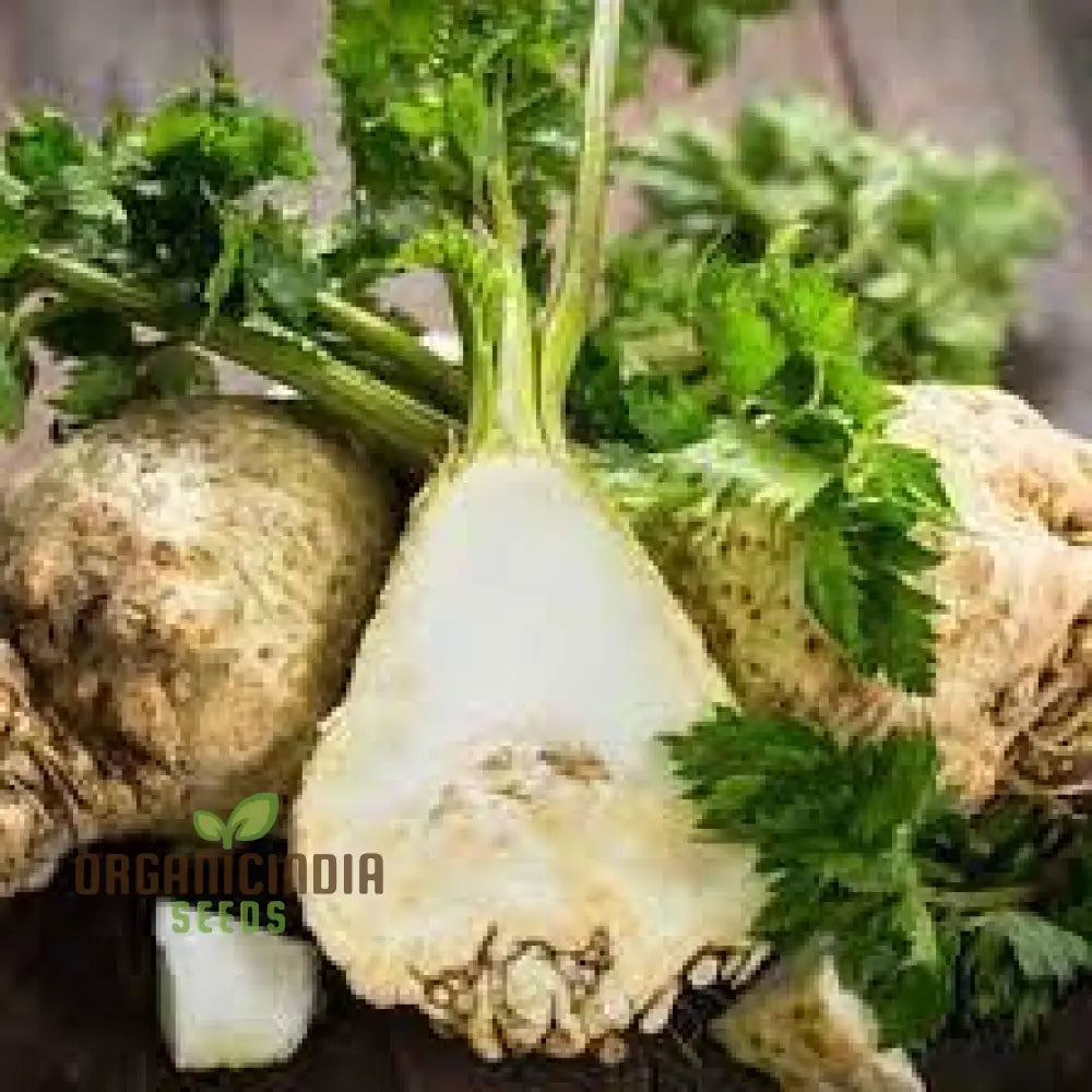 Celeriac White Alabaster Seeds For Planting And Gardening - Premium Quality Vegetable