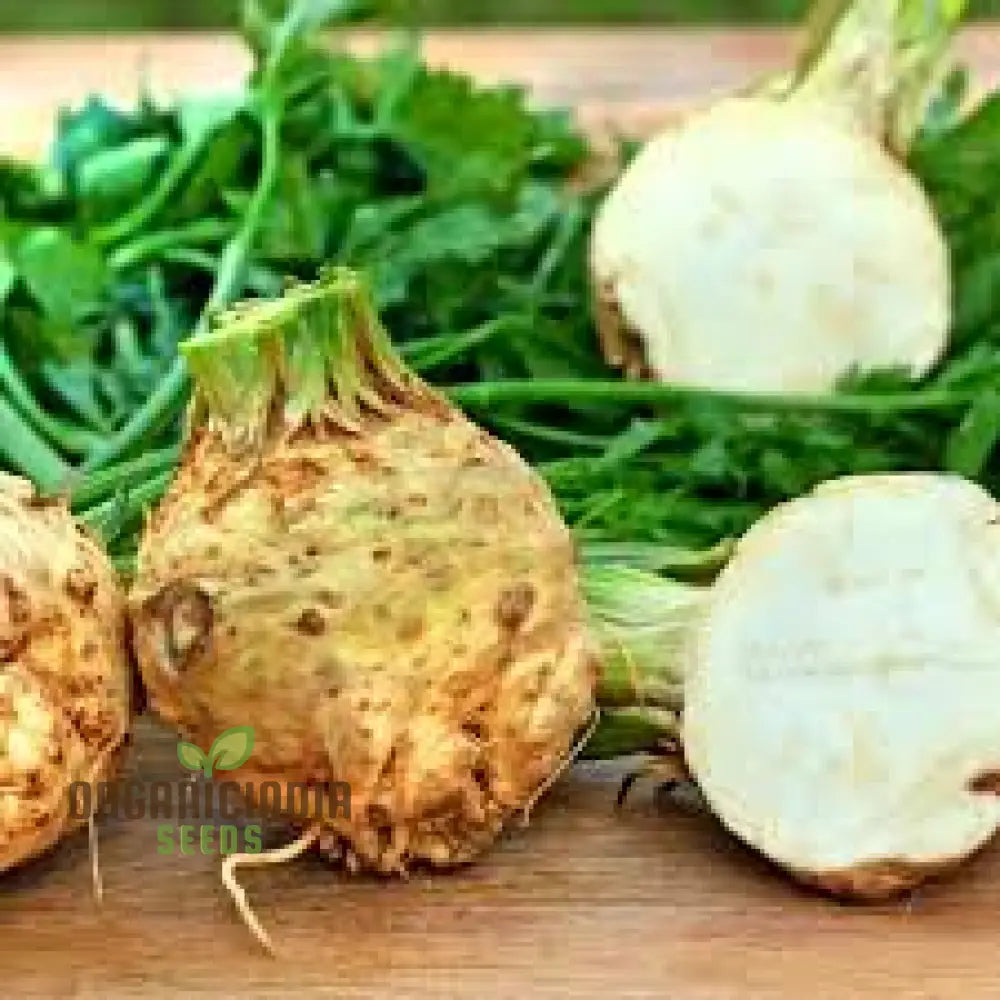 Celeriac White Alabaster Seeds For Planting And Gardening - Premium Quality Vegetable