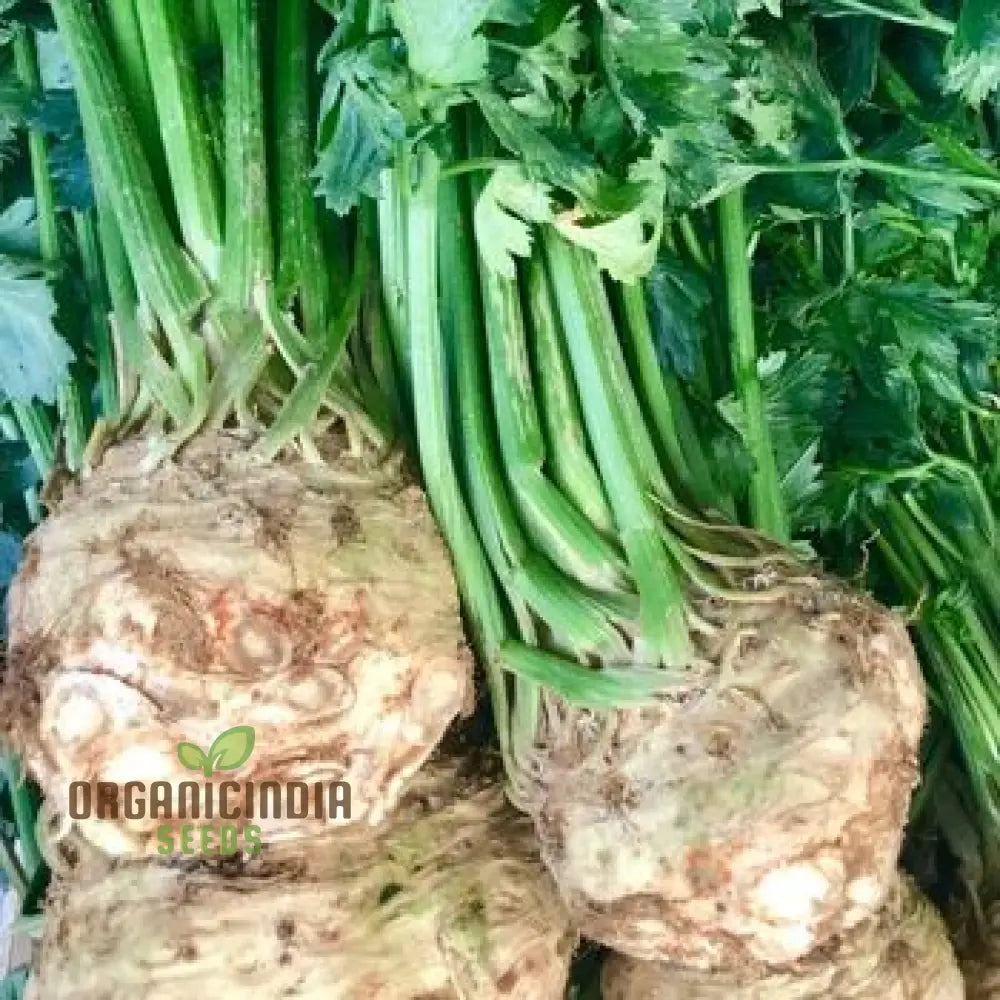 Celeriac White Alabaster Seeds For Planting And Gardening - Premium Quality Vegetable