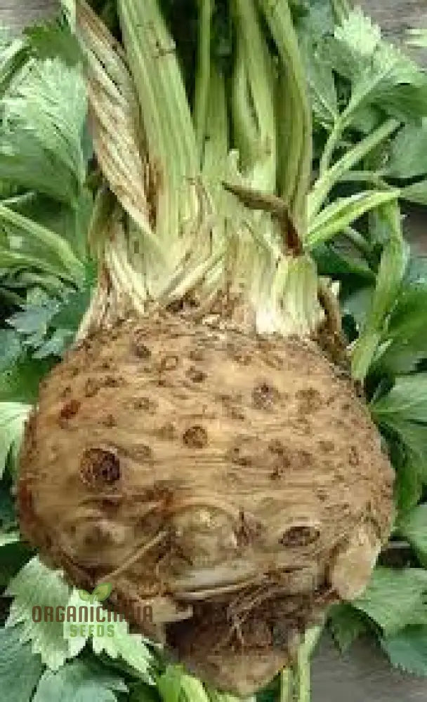 Celeriac White Alabaster Seeds For Planting And Gardening - Premium Quality Vegetable