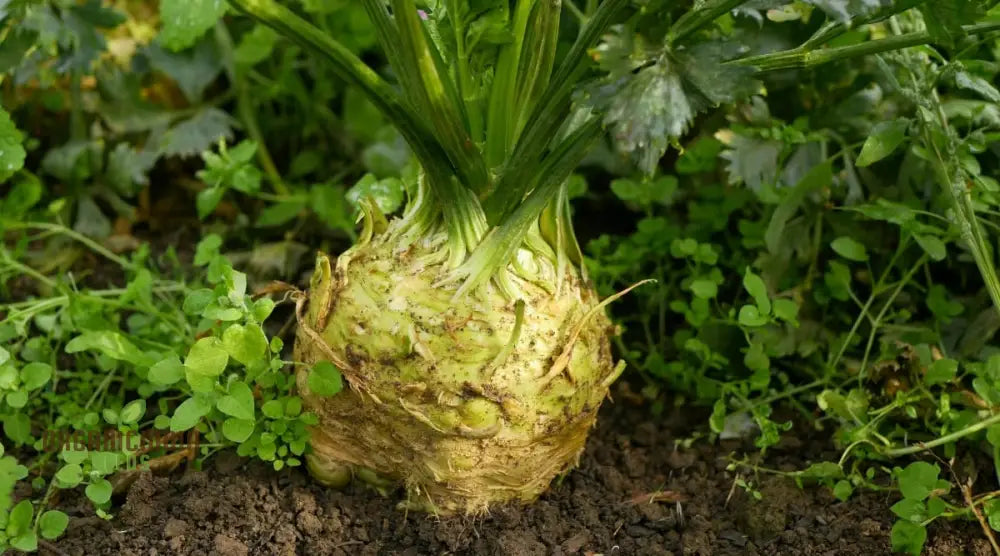 Celeriac White Alabaster Seeds For Planting And Gardening - Premium Quality Vegetable