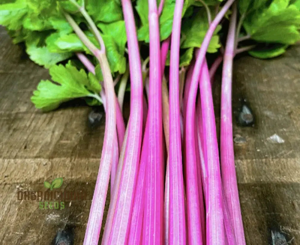 Celery Pink Vegetable Seeds For Planting Wild Big For A Unique And Flavorful Garden