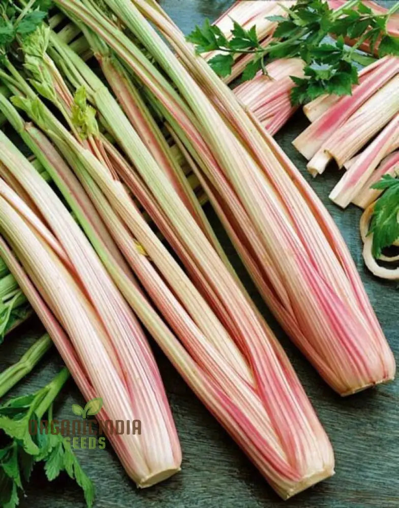 Celery Pink Vegetable Seeds For Planting Wild Big For A Unique And Flavorful Garden