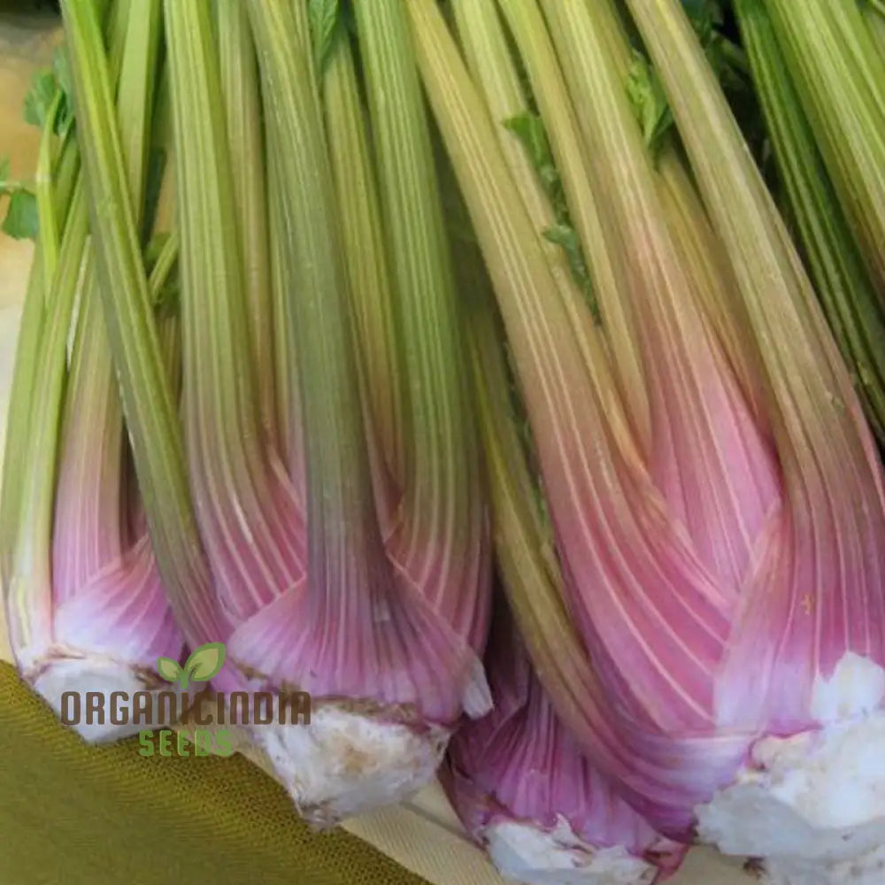 Celery Pink Vegetable Seeds For Planting Wild Big For A Unique And Flavorful Garden