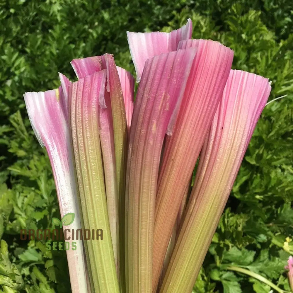 Celery Pink Vegetable Seeds For Planting Wild Big For A Unique And Flavorful Garden