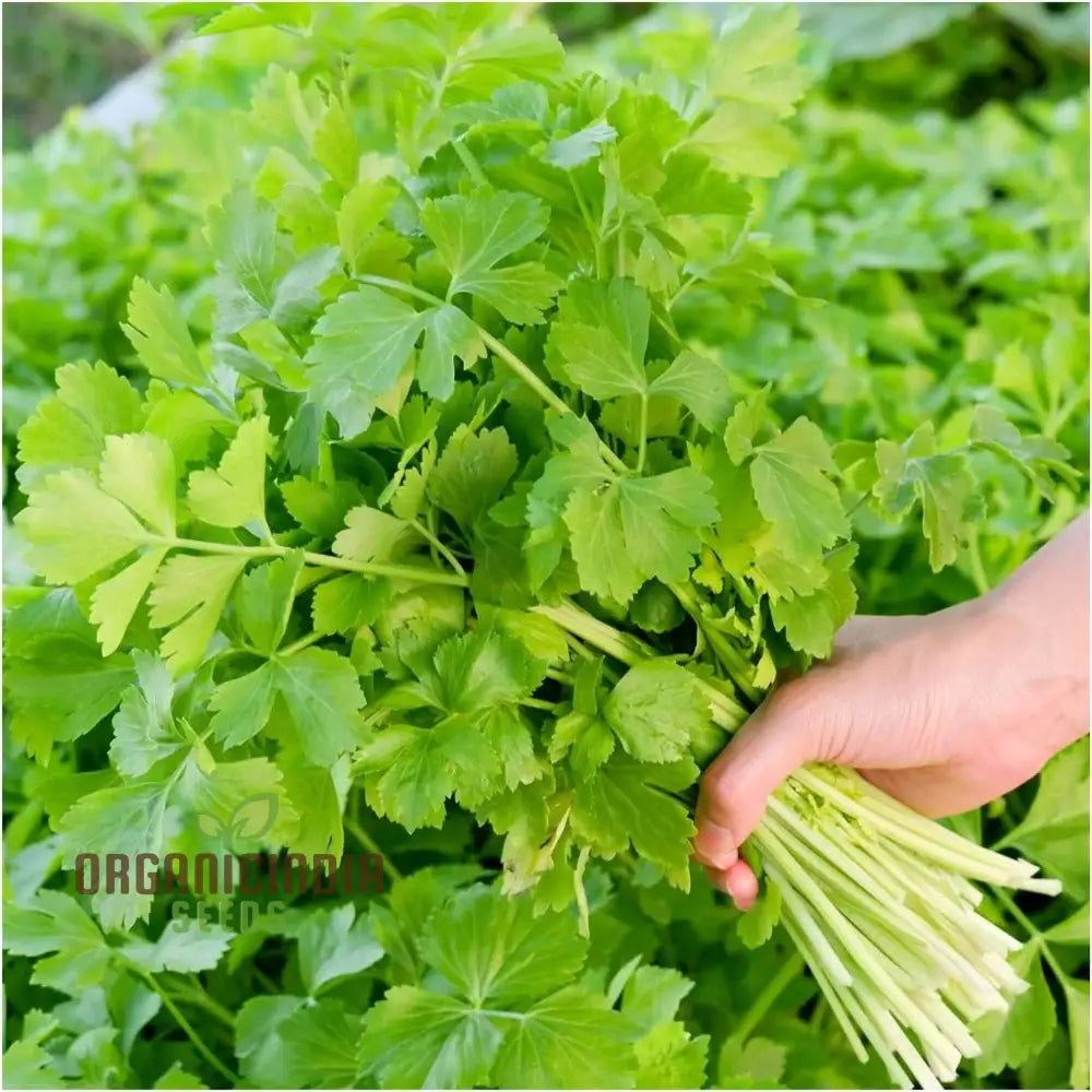 Celery Tender Crisp Seeds For Home Gardening | High-Quality Vegetable