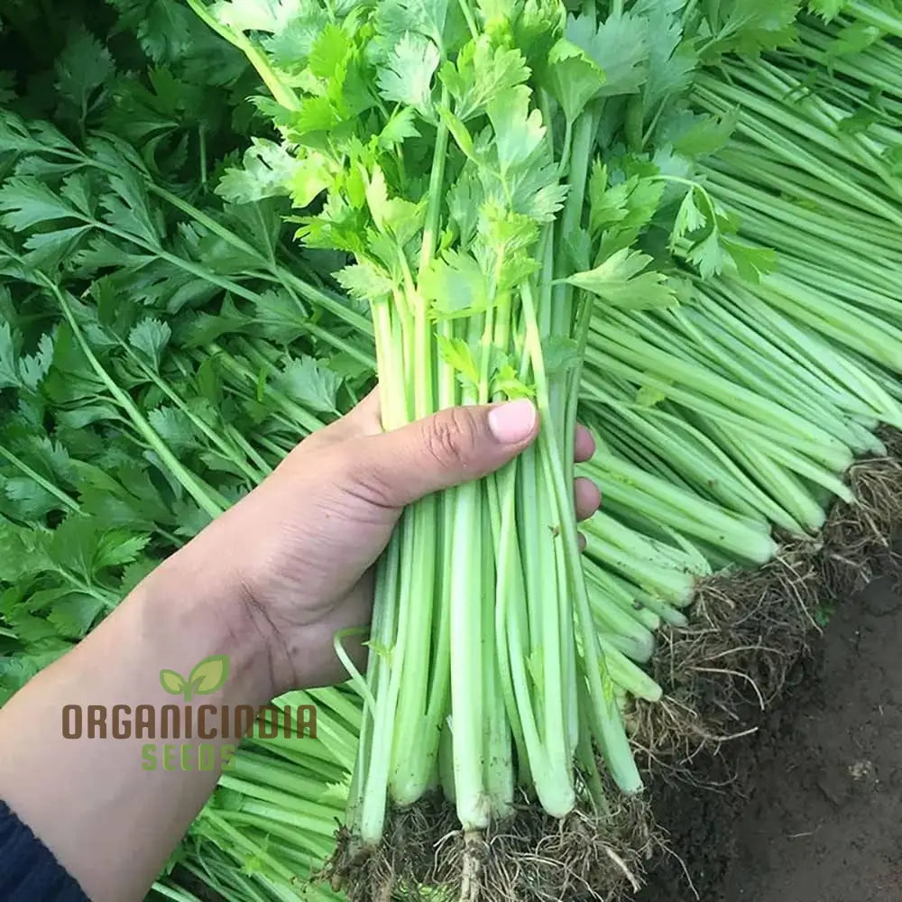 Celery Tender Crisp Seeds For Home Gardening | High-Quality Vegetable