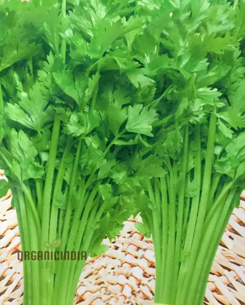 Celery Tender Crisp Seeds For Home Gardening | High-Quality Vegetable