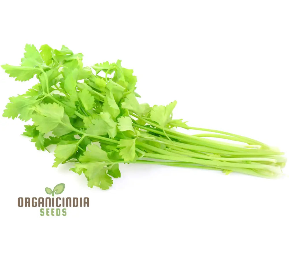 Celery Tender Crisp Seeds For Home Gardening | High-Quality Vegetable