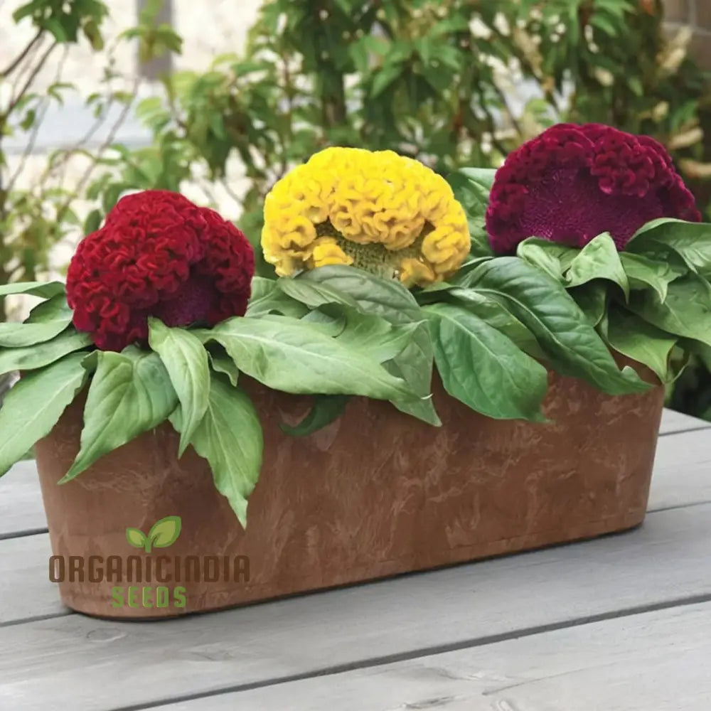 Celosia Cristata Mixed Flower Seeds Vibrant Colors Easy To Grow Perfect For Home Gardens Seeds