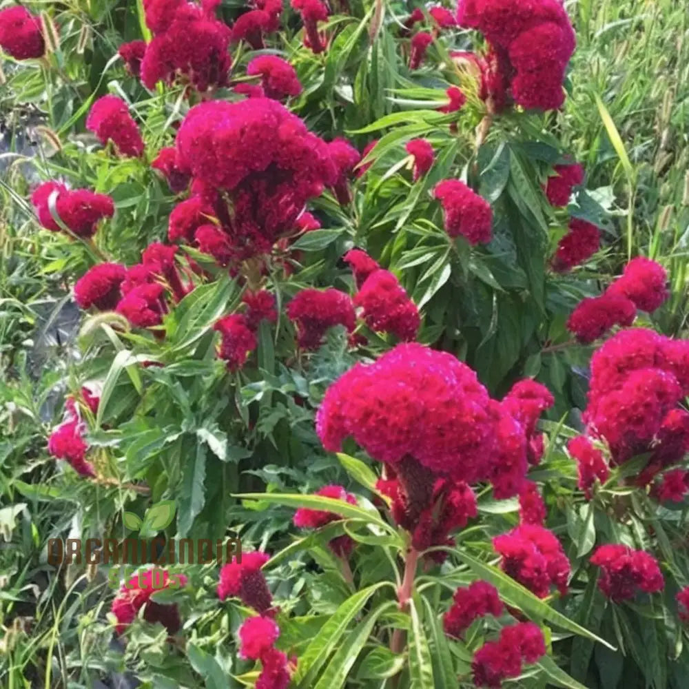 Celosia Cristata Mixed Flower Seeds Vibrant Colors Easy To Grow Perfect For Home Gardens Seeds