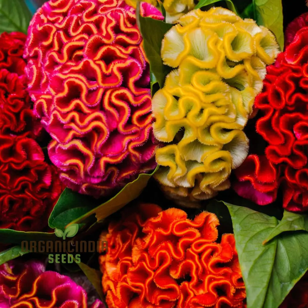 Celosia Cristata Mixed Flower Seeds Vibrant Colors Easy To Grow Perfect For Home Gardens Seeds