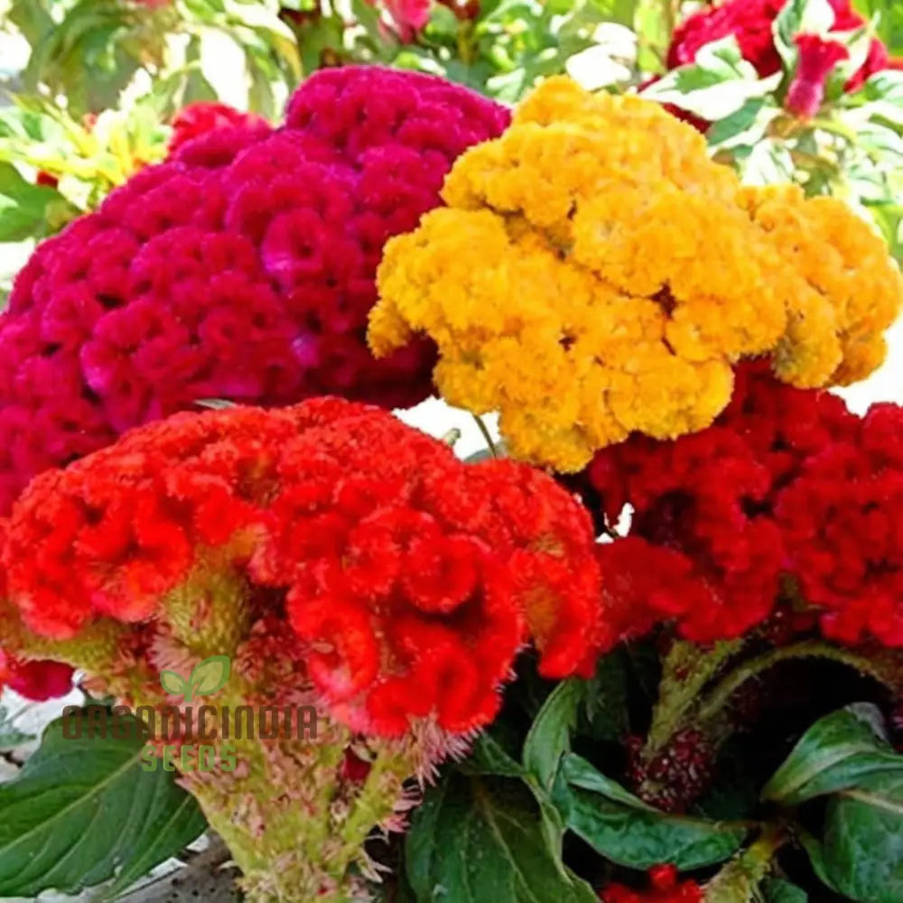 Celosia Cristata Mixed Flower Seeds Vibrant Colors Easy To Grow Perfect For Home Gardens Seeds