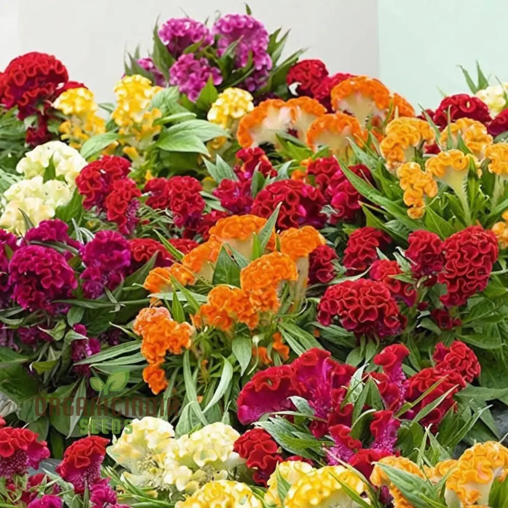 Celosia Cristata Mixed Flower Seeds Vibrant Colors Easy To Grow Perfect For Home Gardens Seeds