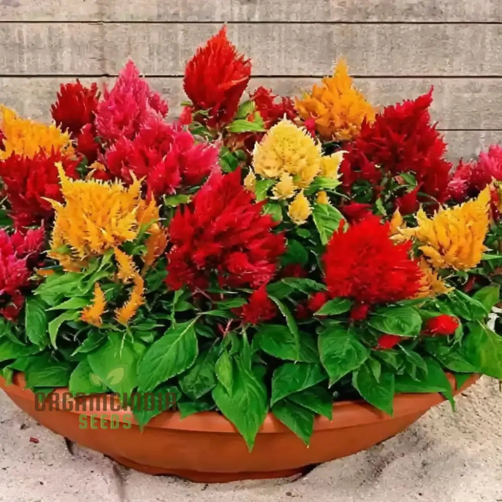 Celosia Plumosa Pampus Mixed Flower Seeds Vibrant Colors Long-Lasting Blooms Ideal For Gardening