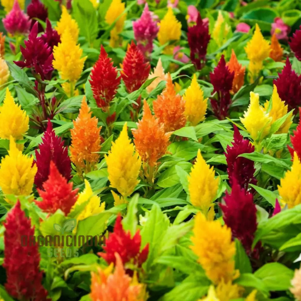 Celosia Plumosa Pampus Mixed Flower Seeds Vibrant Colors Long-Lasting Blooms Ideal For Gardening