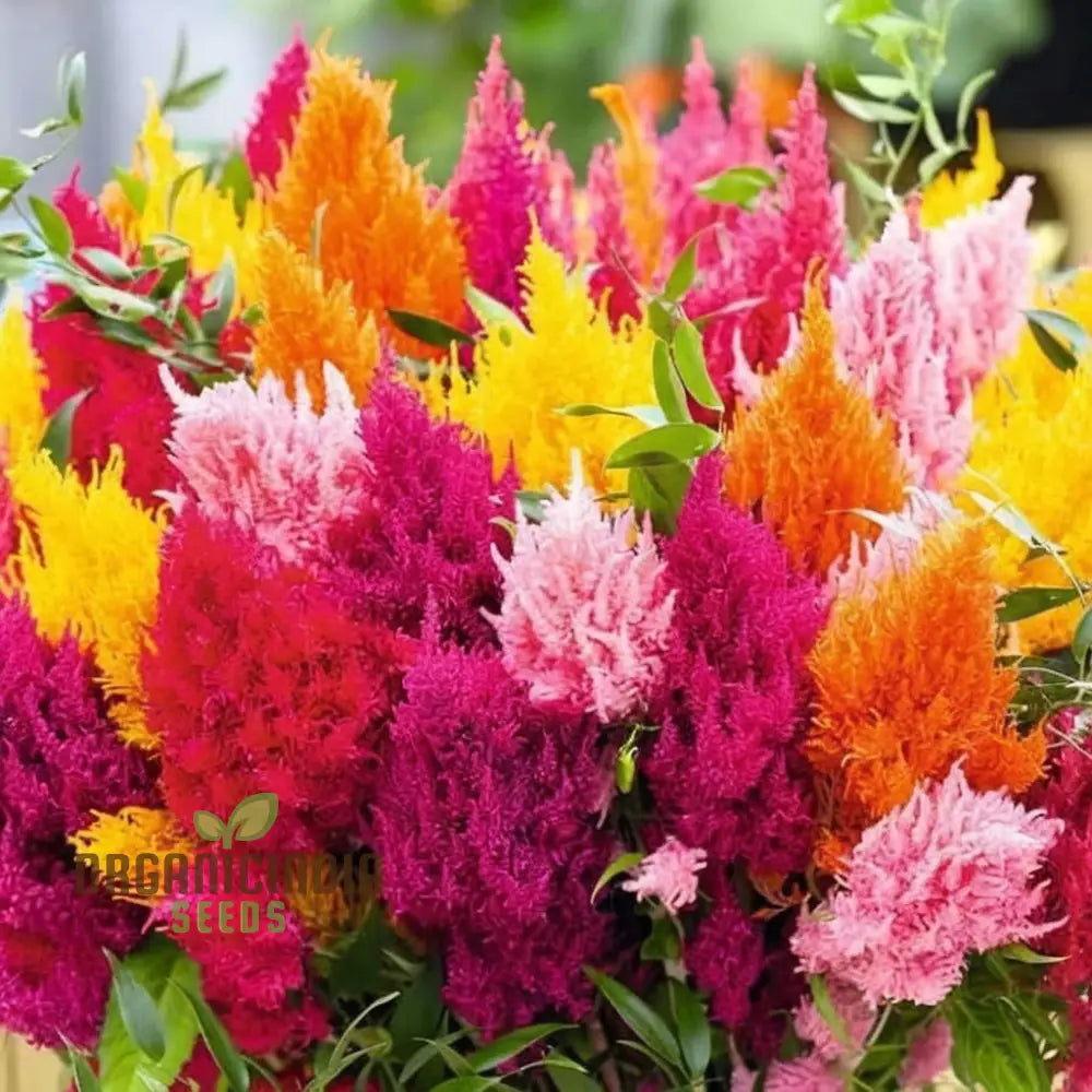 Celosia Plumosa Pampus Mixed Flower Seeds Vibrant Colors Long-Lasting Blooms Ideal For Gardening