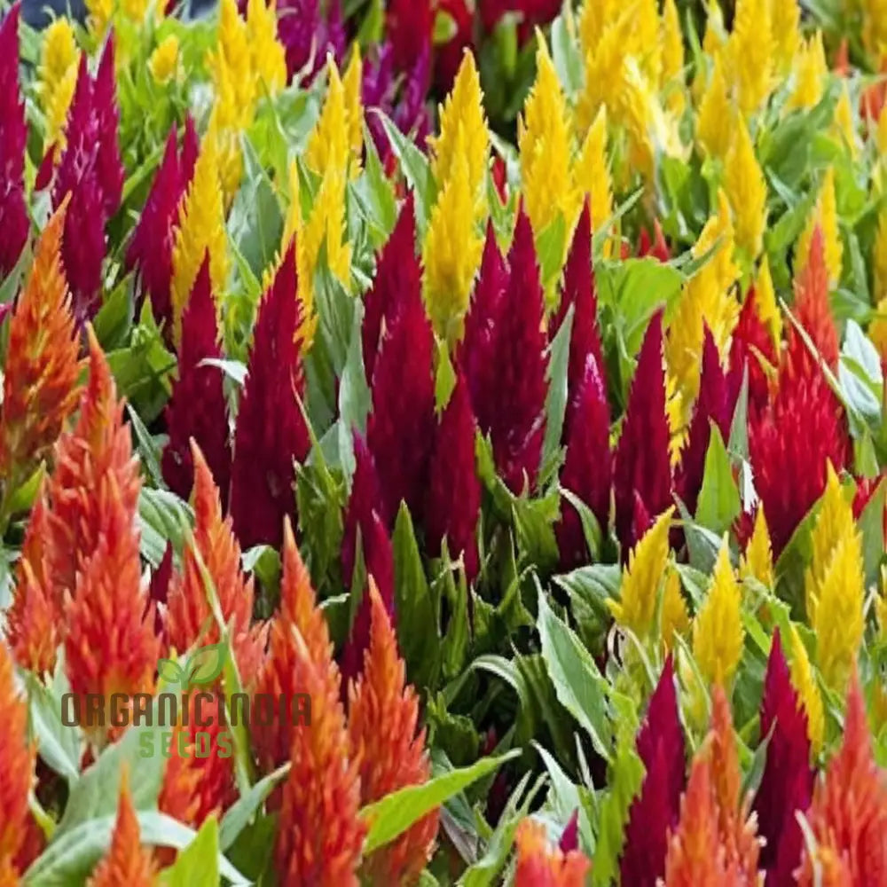 Celosia Plumosa Pampus Mixed Flower Seeds Vibrant Colors Long-Lasting Blooms Ideal For Gardening