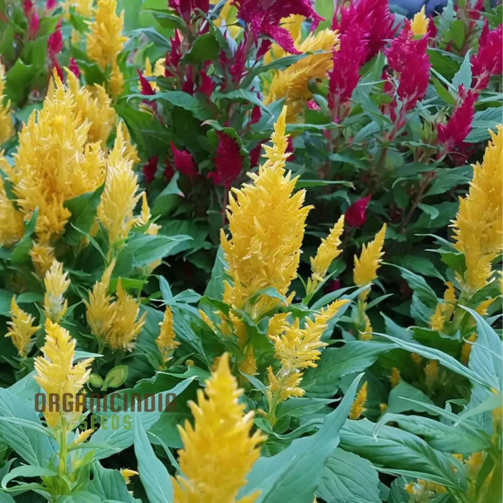 Celosia Plumosa Pampus Mixed Flower Seeds Vibrant Colors Long-Lasting Blooms Ideal For Gardening