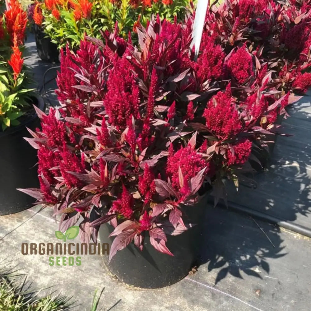 Celosia Red Fire Flower Seeds - Vibrant Blooms Easy To Grow Stunning Addition Any Garden Seeds